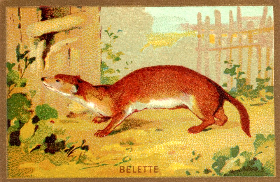 belette