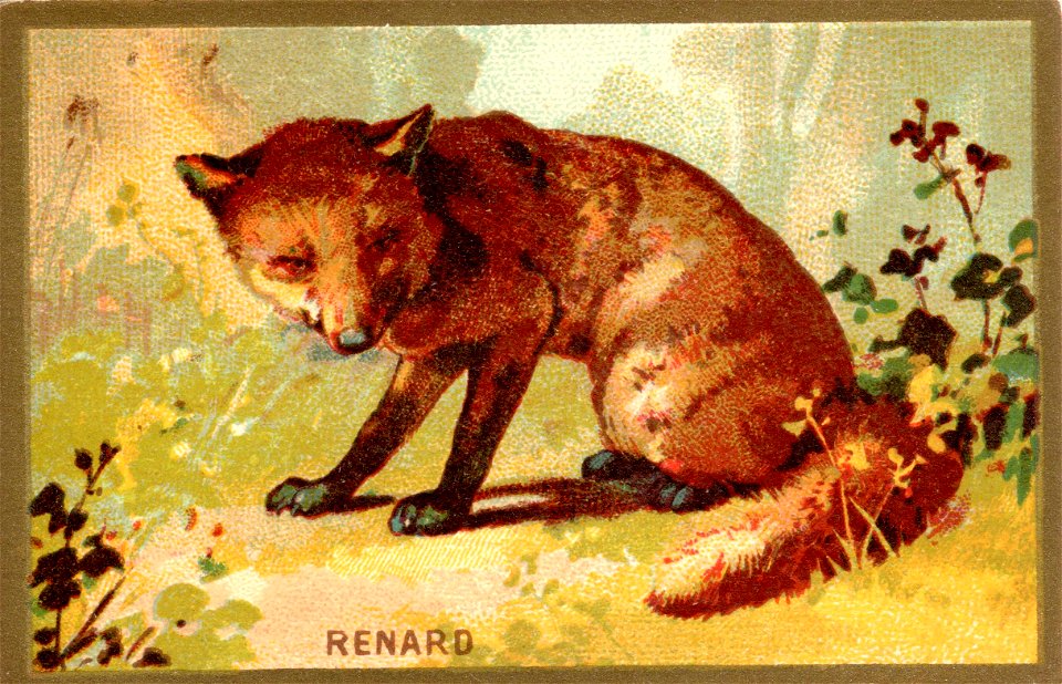 renard