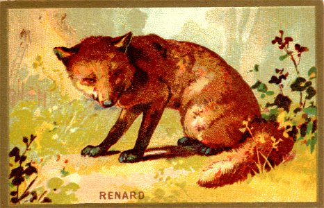 renard. Free illustration for personal and commercial use.