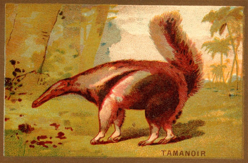 tamanoir