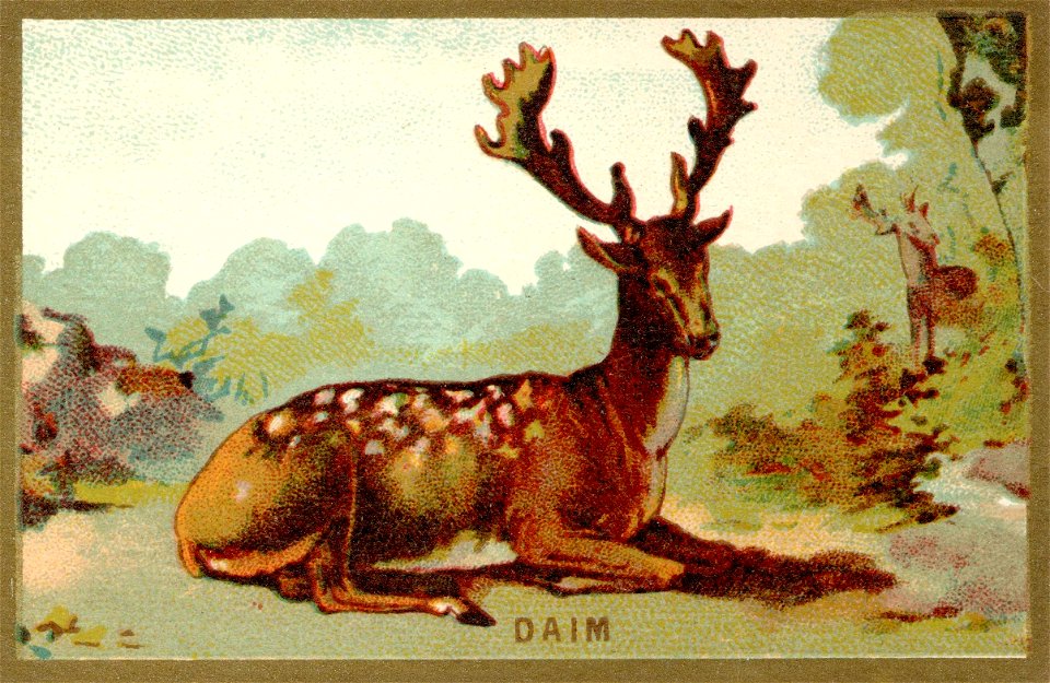 daim