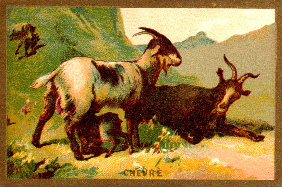 chevre