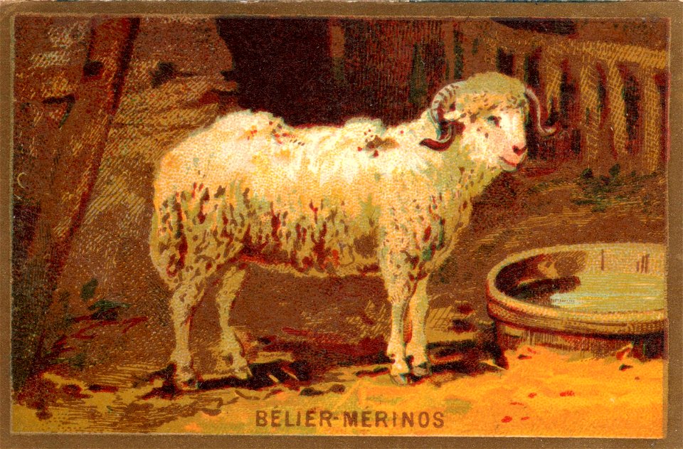 belier merinos