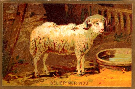 belier merinos. Free illustration for personal and commercial use.