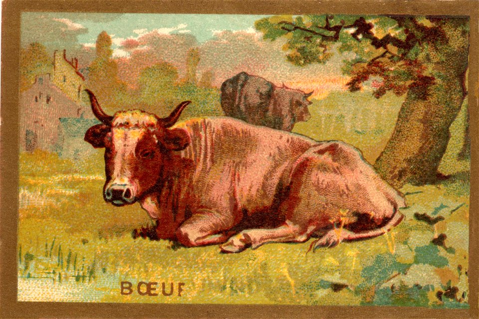 boeuf