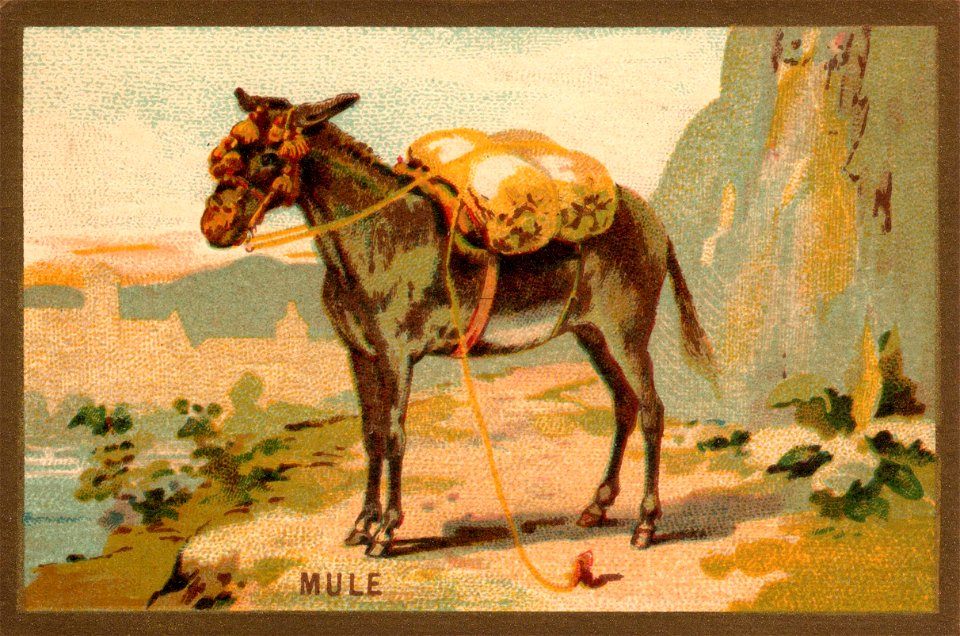 mule