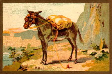 mule. Free illustration for personal and commercial use.