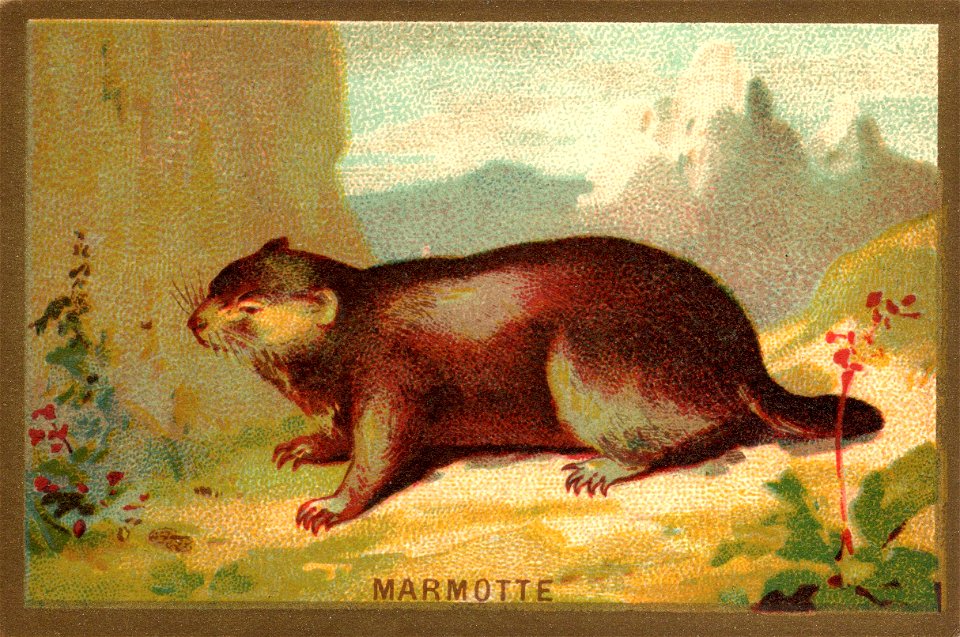 marmotte