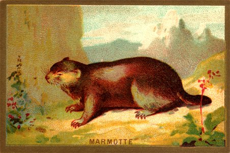 marmotte. Free illustration for personal and commercial use.
