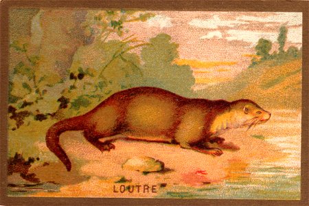 loutre. Free illustration for personal and commercial use.