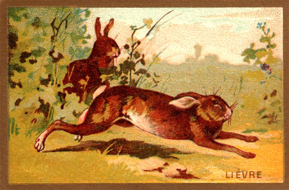 lievre