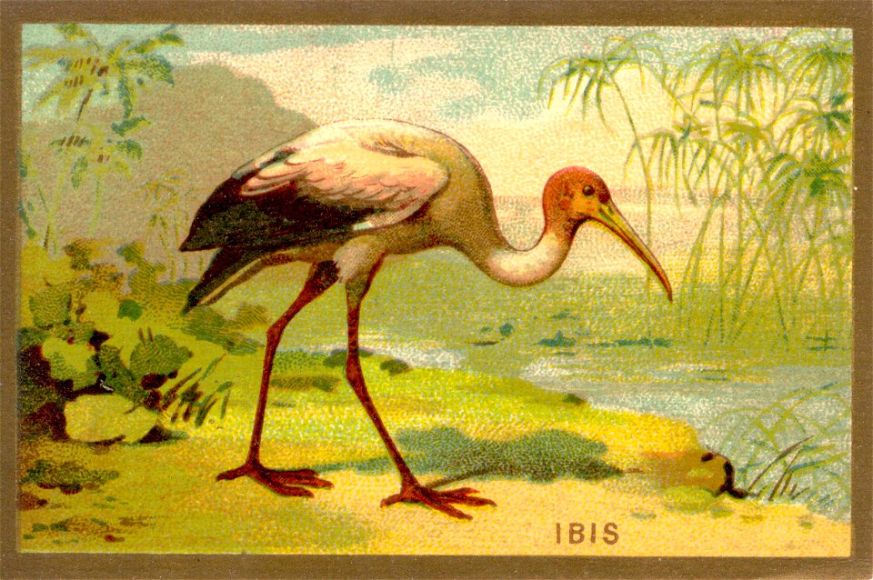 ibis. Free illustration for personal and commercial use.