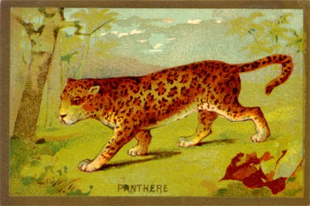 panthere