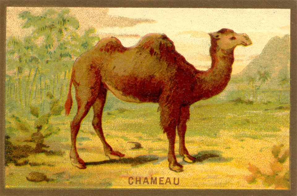 chameau
