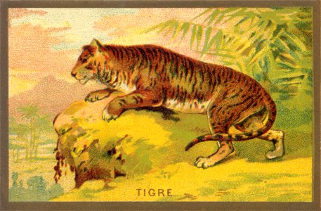 tigre. Free illustration for personal and commercial use.