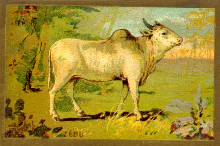 zebu. Free illustration for personal and commercial use.
