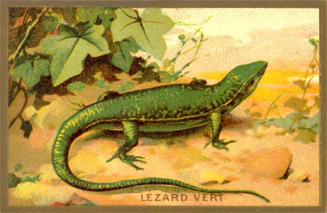 lezard. Free illustration for personal and commercial use.