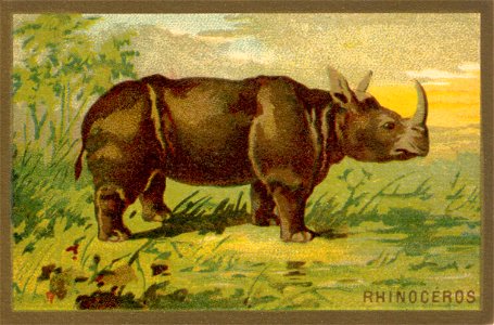 rhinoceros. Free illustration for personal and commercial use.