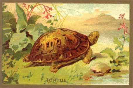 tortue. Free illustration for personal and commercial use.