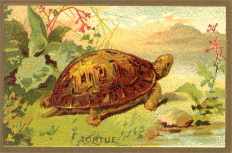 tortue