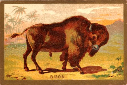 bison. Free illustration for personal and commercial use.