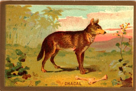 chacal