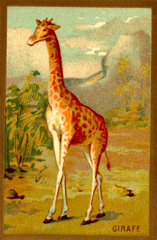 girafe. Free illustration for personal and commercial use.