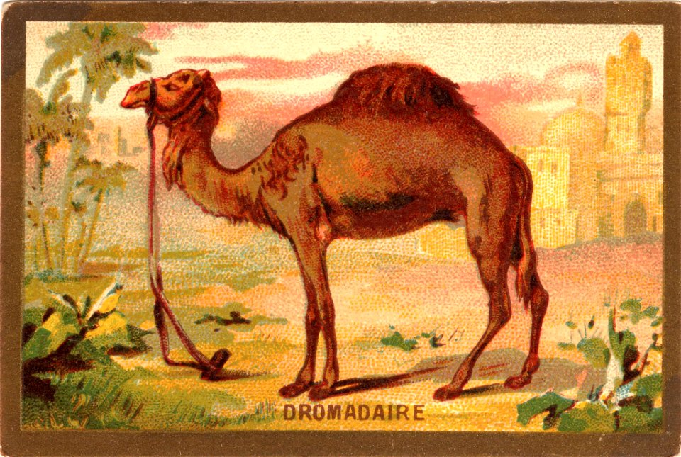 dromadaire
