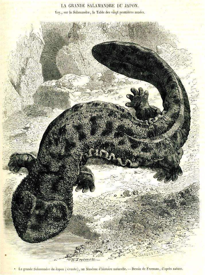Japanese Giant Salamander. Free illustration for personal and commercial use.