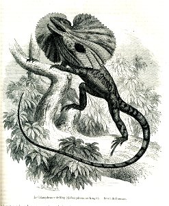 Frill-necked lizard. Free illustration for personal and commercial use.