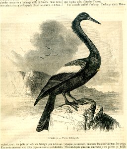 Anhinga