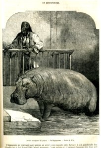 hippopotamus