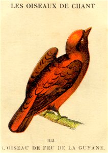 casino oiseau de feu