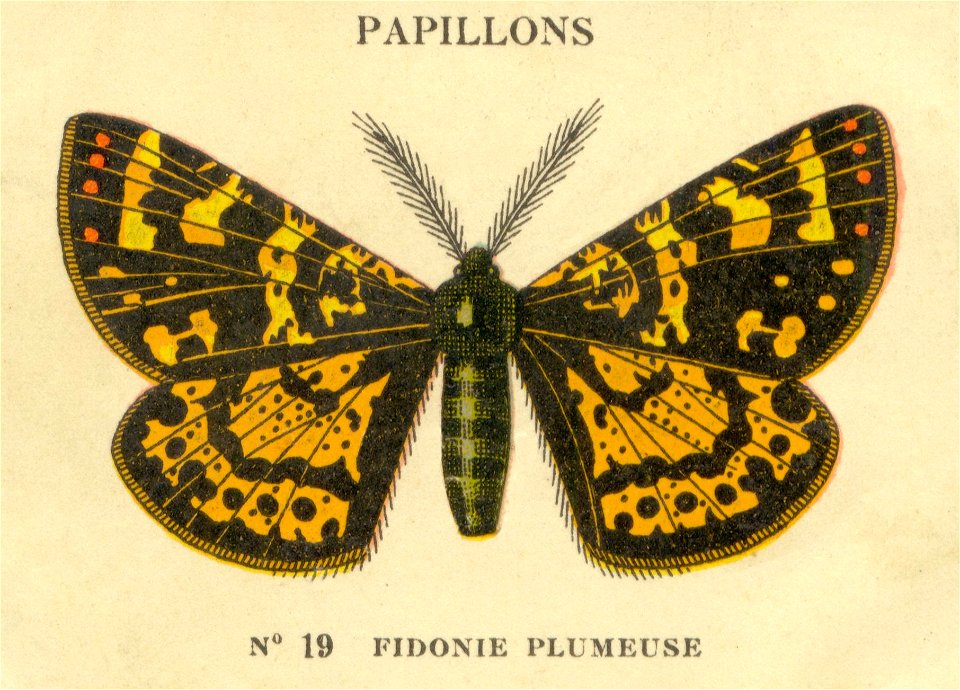 n19 papillons