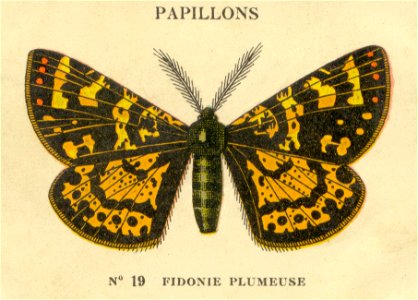 n19 papillons