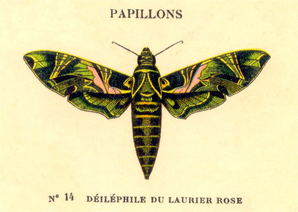 papillon a