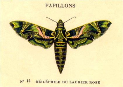 papillon a