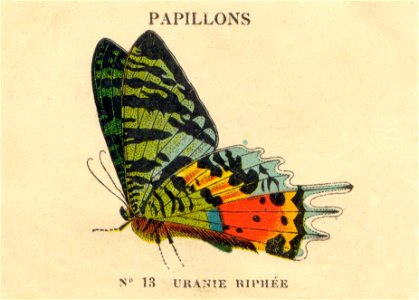 papillon b