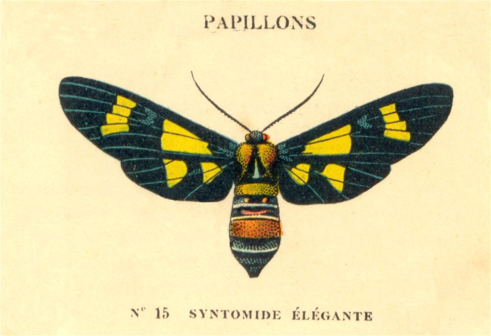 papillon c