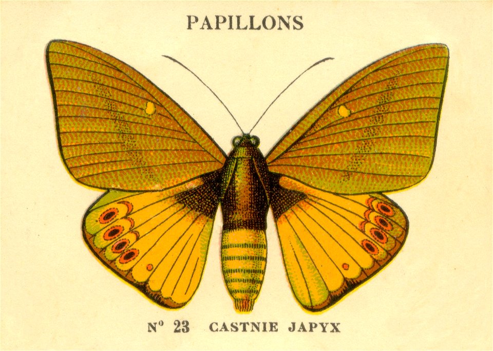 n23papillons