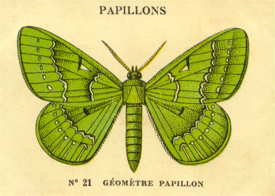 n21 papillons