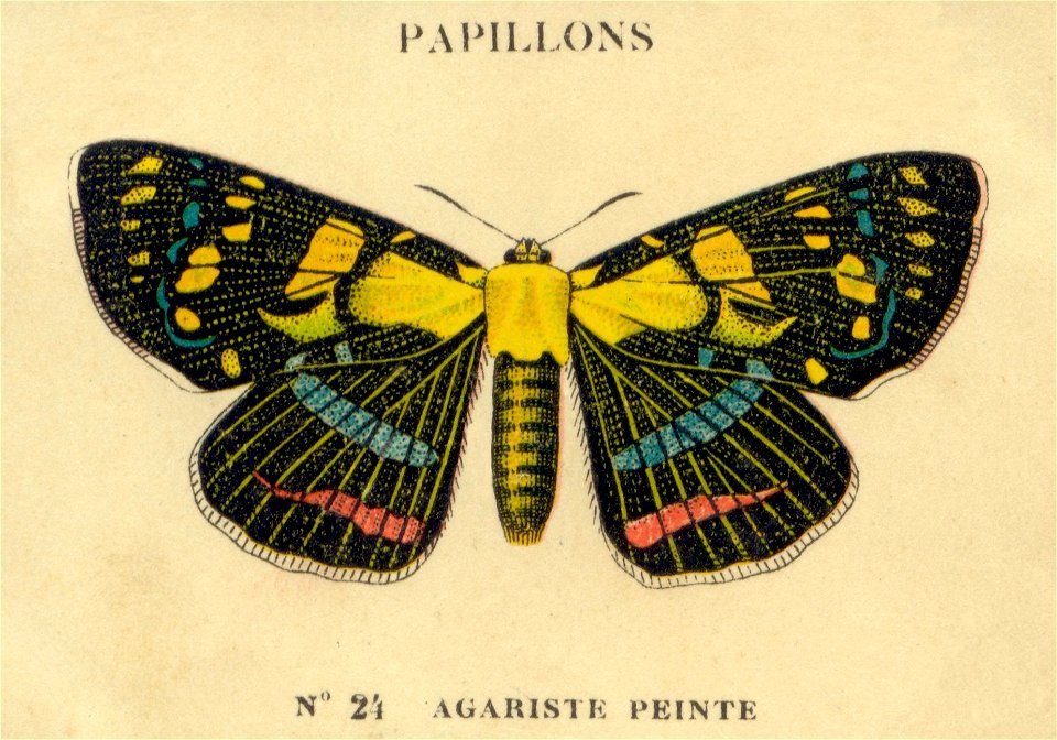 n24papillons