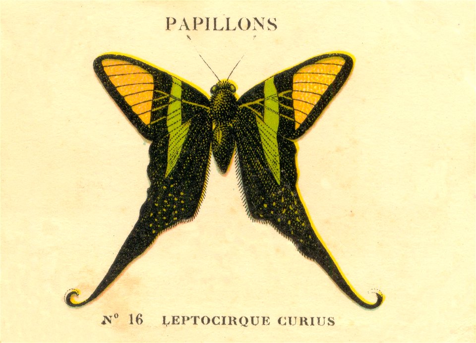 papillon d