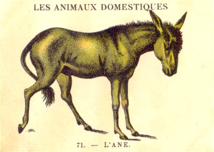 casino ane