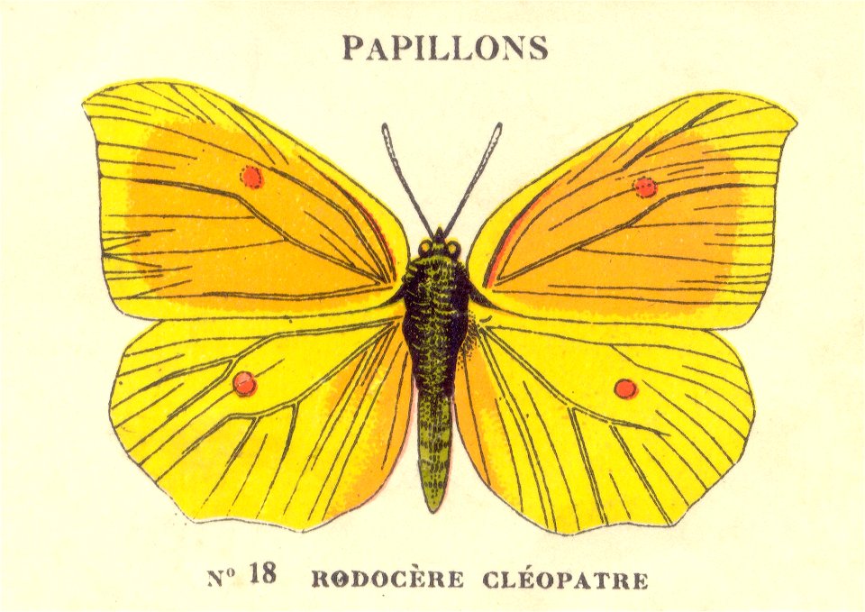 n18papillons