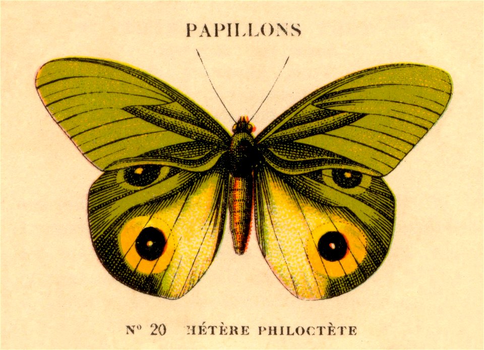 n20 papillons