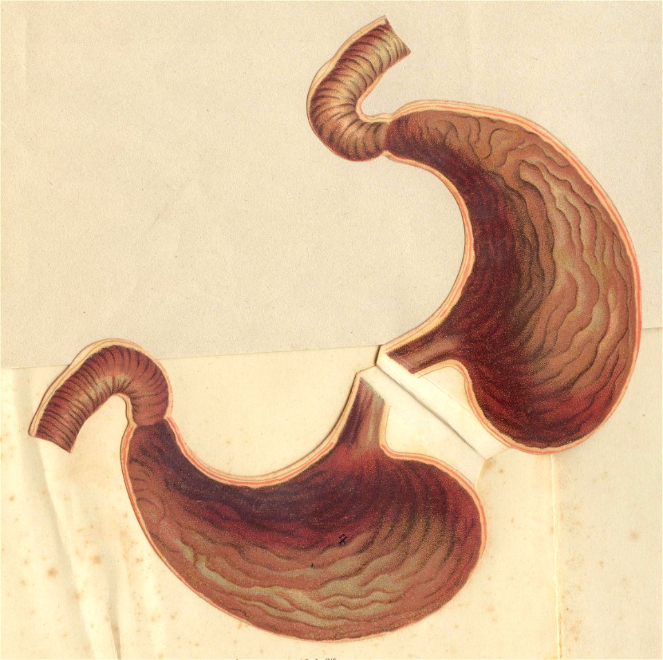 anatostomac