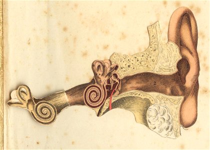 anatoreille2