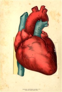 coeur 1