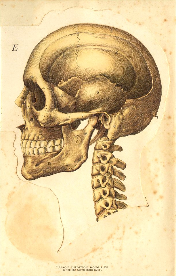anatotete 5